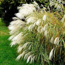 Image result for Miscanthus sinensis