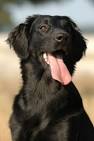 Black Golden Retriever – Can Goldies Come In Other Colors?