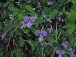 Image result for Canscora diffusa