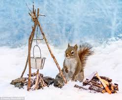 That S Nuts Wild Squirrels Pose For Charming Pictures After Photographer Hides Food Around Miniature Props Cute Squirrel Squirrel Funny Animals Wild