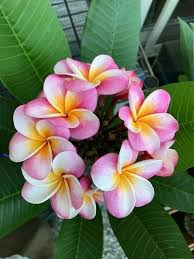 Pin By Frida Bibi On Hermosas Flores Beautiful Flowers Plumeria Flowers Flower Pot Design Pretty Flowers