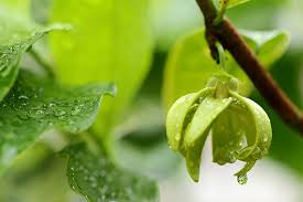 Image result for Artabotrys