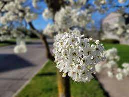 We did not find results for: Beautiful Flowering Dogwood Trees Mean Spring Is Here In Michigan