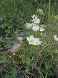 Image result for Hippocratea apocynoides