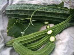 Luffa Ridge Gourd