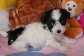Puppyfinder.com is your source for finding an ideal havanese puppy for sale near raleigh, north carolina, usa area. Puppyforsale Girl2 9 29 12 Royal Flush Havanese Puppy For Sale Nc Bwhf2c Royal Flush Havanese