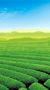 Enjoy the scenery, tea and fresh air. Tea Garden Wallpapers Wallpaper Cave