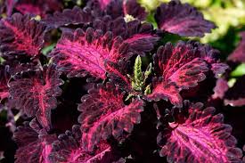 Image result for Coleus alpinus