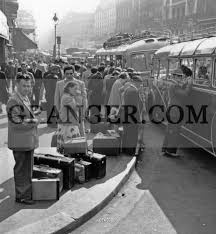 Image result for Grevea