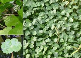Image result for Hydrocotyle ranunculoides