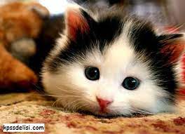kedi resimleri cute kittens cok sirin hayvanlar hayvan bebekler