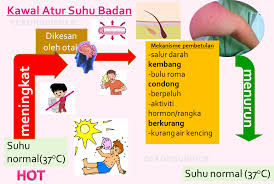 Air leri atau air cucian beras. Explore To Koh S Science World Blog Sains Homeostasis