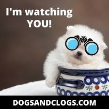 How To Stop A Pomeranian From Barking Simple Training Tips