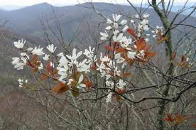 Image result for Amelanchier laevis