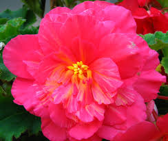 Check spelling or type a new query. Garden Margaret S Garden Blog Page 7