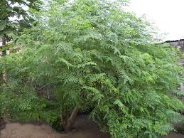 Image result for Monodora stenopetala