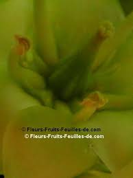 Image result for Brexia madagascariensis