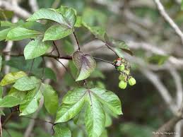 Image result for Senecio maranguensis