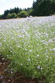 Image result for Gilgiochloa