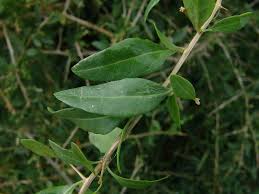 Image result for Lycium