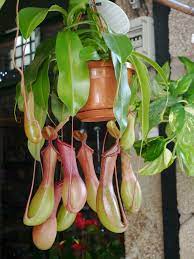 Hanging Plant Plantes D Interieur Suspendues Plantes Suspendues Plante Interieur