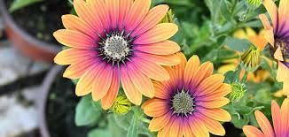 Image result for paprskovka obrázek