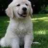 Vip puppies works with responsible golden retriever breeders across the united states. 1