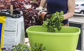 Balkonblumen Richtig Einpflanzen Balkon Blumen Blumenzwiebeln Pflanzen Blumen