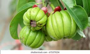 Welcome to the official malaysia garcinia cambogia retailer we have over thousand of satisfied customer who have achieved their result within months of trial period and these berry is taking the world by storm because of its astonishing performance and result we. Stock Photo And Image Portfolio By Jamalborhan Shutterstock