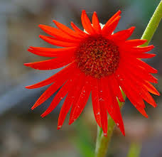 Image result for Gerbera jamesonii