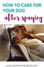 How To Best Care For Your Dog After Spaying Canine Compilation Dog Spay Spay Sick Dog