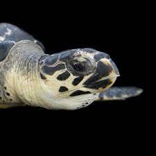 Here's are 6 ways you can help the hawksbills come back! Hawksbill Turtle Facts And Photos