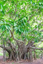 Image result for Ficus lutea