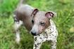 60 Dog Breeds That Don’t Shed - Small, Medium & Large Breeds