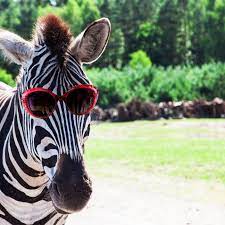 Kicking blow to the jaw. The 15 Funniest Animal Memes