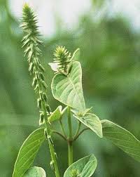 Image result for Achyranthes aspera