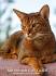 Abyssinian Kittens for Sale - Adoptapet