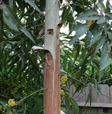 Image result for Eucalyptus citriodora