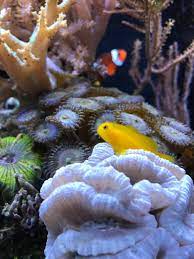 Thoughts On Rock Flower Anemones In A Reef Tank Invertebrate Forum Nano Reef Community