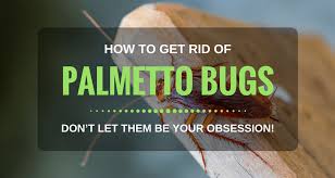 We did not find results for: How To Get Rid Of Palmetto Bugs Naturally 10 Best Ways In 2018 Garden Ambition