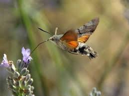 We did not find results for: What Is A Michigan Native Plant Go Grow Plant Natives Llc