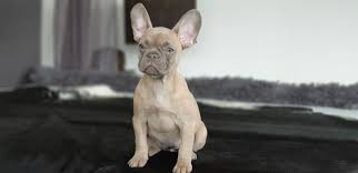 Read our french bulldog dog breed information. From Family To Family Oliva