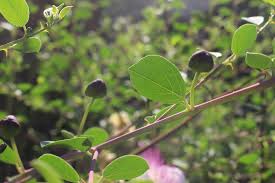 Image result for Capparis fascicularis
