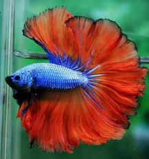 I wish everyone could know this. Bettafish4u Mustard Gas Halfmoon Betta Fish