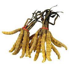 Keeda jadi (yarsagumba,caterpillar fungus) health benefitsकीड़ा जड़ी के फायदे और पहचान #keedajadi. Cordyceps Sinensis In Delhi à¤• à¤° à¤¡ à¤¸ à¤ª à¤¸ à¤¸ à¤‡à¤¨ à¤¸ à¤¸ à¤¦ à¤² à¤² Delhi Cordyceps Sinensis Keeda Jadi Price In Delhi