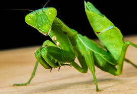 La mantis religiosa | Características, alimentación, reproducción