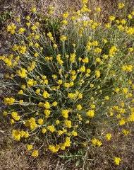 Image result for Ethulia vernonioides