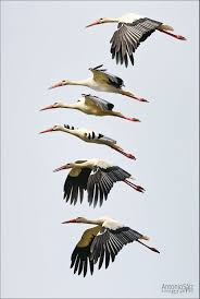 Ciguena By Antonio Saiz On 500px Pet Birds Animals Nature Animals