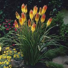 Van Zyverden Kniphofia Red Hot Poker Roots Set Of 5 Backyard Flowers Plants Outdoor Plants