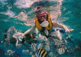 Full Face Snorkeling Masks Or Traditional Snorkeling Equipment For Your  Hawaii Vacation